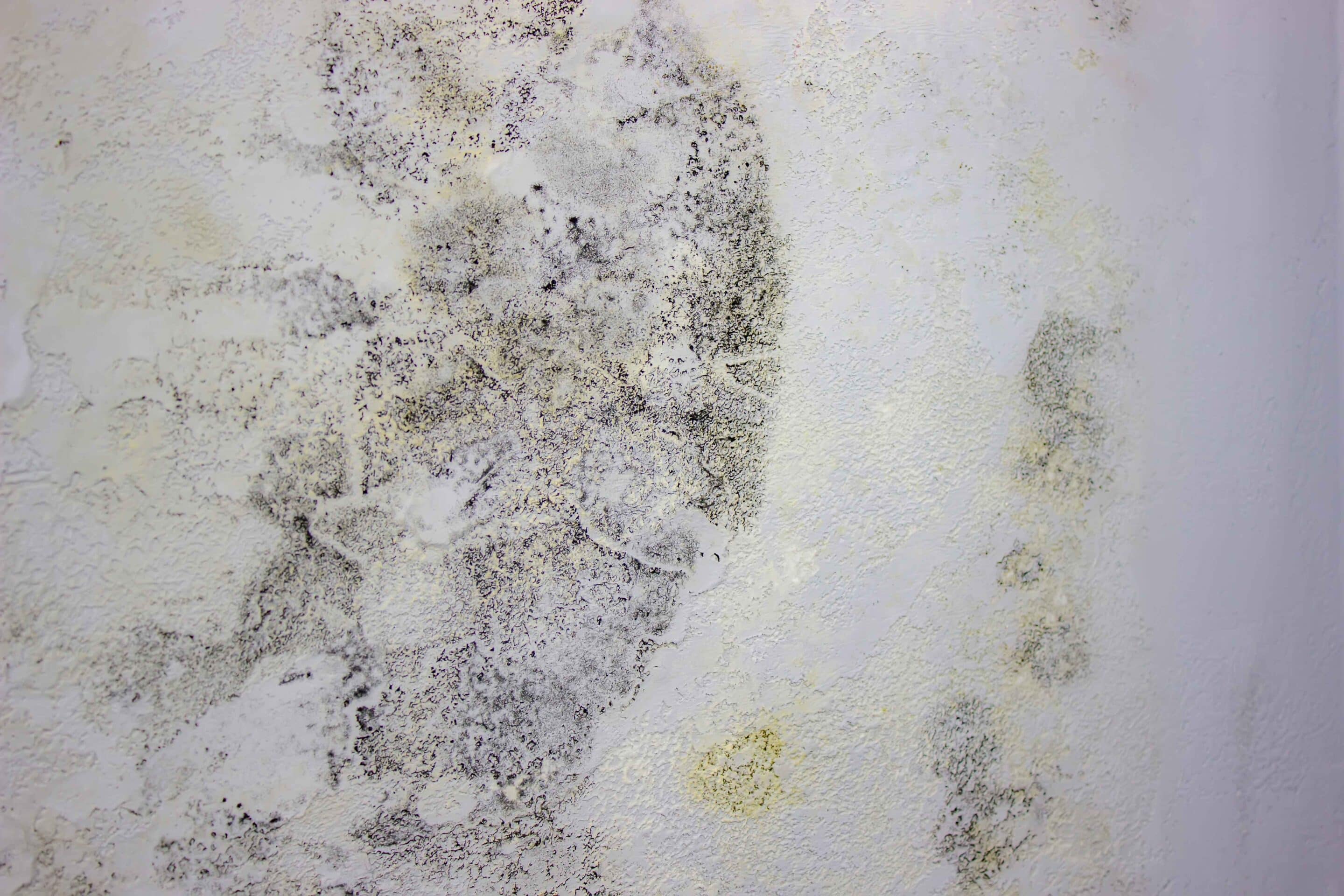 black-mold-on-the-wall-fungus-on-the-wall-after-t-2025-03-15-15-27-46-utc_11zon